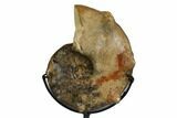 Cretaceous Ammonite (Mammites) With Metal Stand - Morocco #164215-2